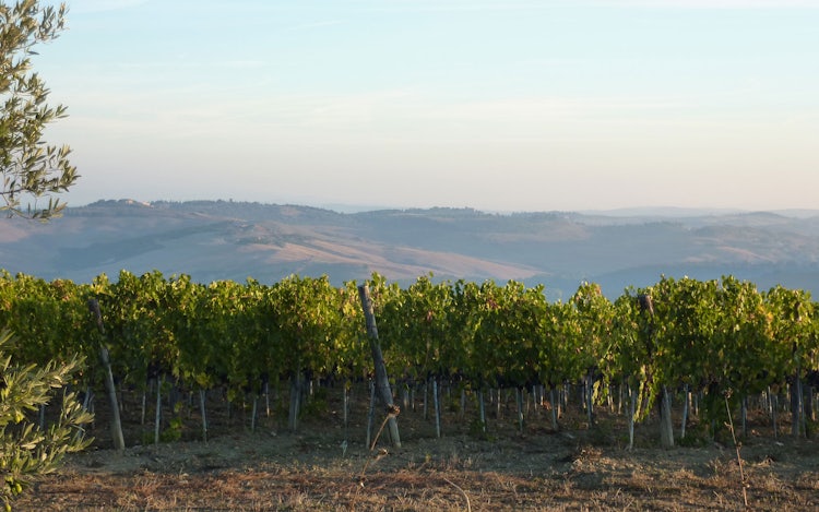 Brunello Wine Itinerary near Montalcino