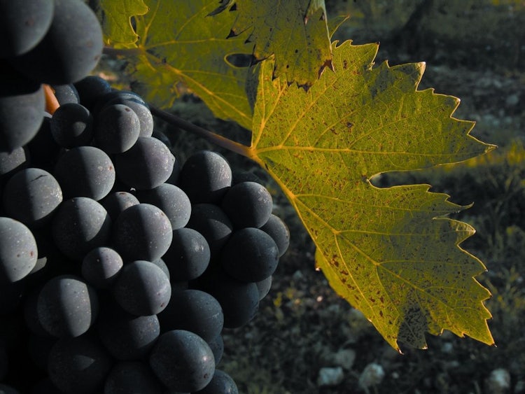 Rosso di Montalcino with Sangiovese grapes in Tuscany