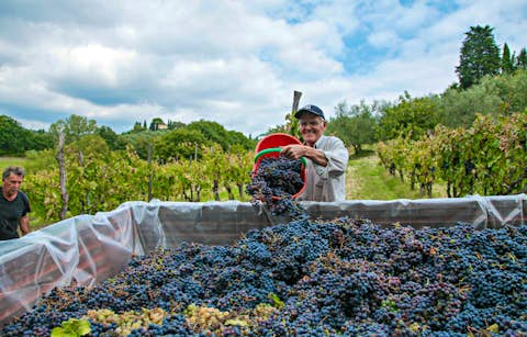 Harvest and New Wine:Traditional Events in September in Florence