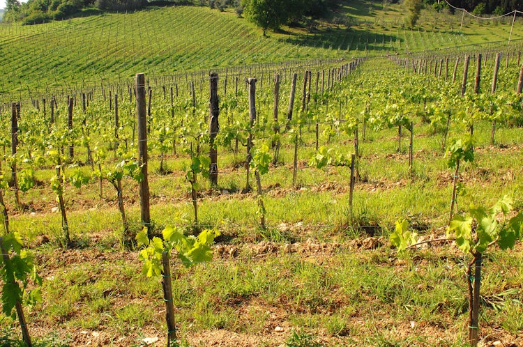 La Lastra Vineyards: The Ultimate Wine Experience
