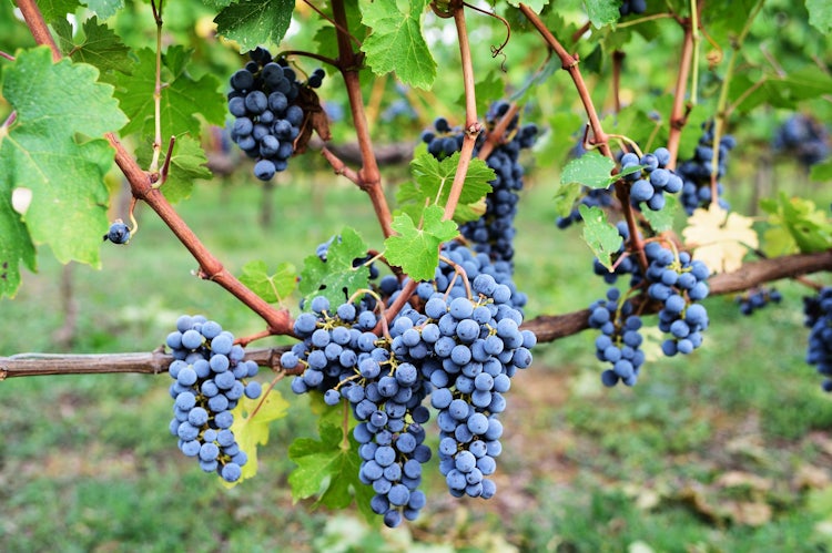 Sangiovese grapes are in the Chianti wines