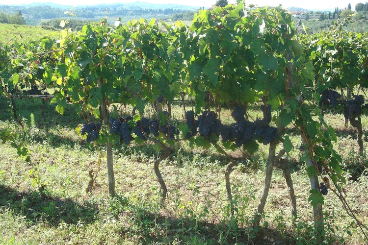 Vineyards in and near Lucca