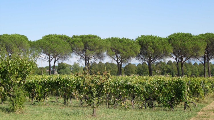 Pine trees & vineyards in Lucca & Montecarlo.