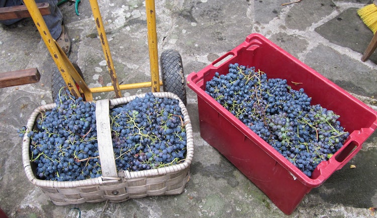 Baskets of grapes in Tuscany