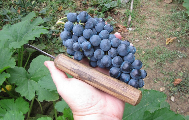 knife for harvesting grapes in Tuscany