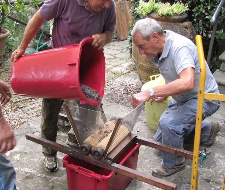 Pressing the grapes in Tuscany