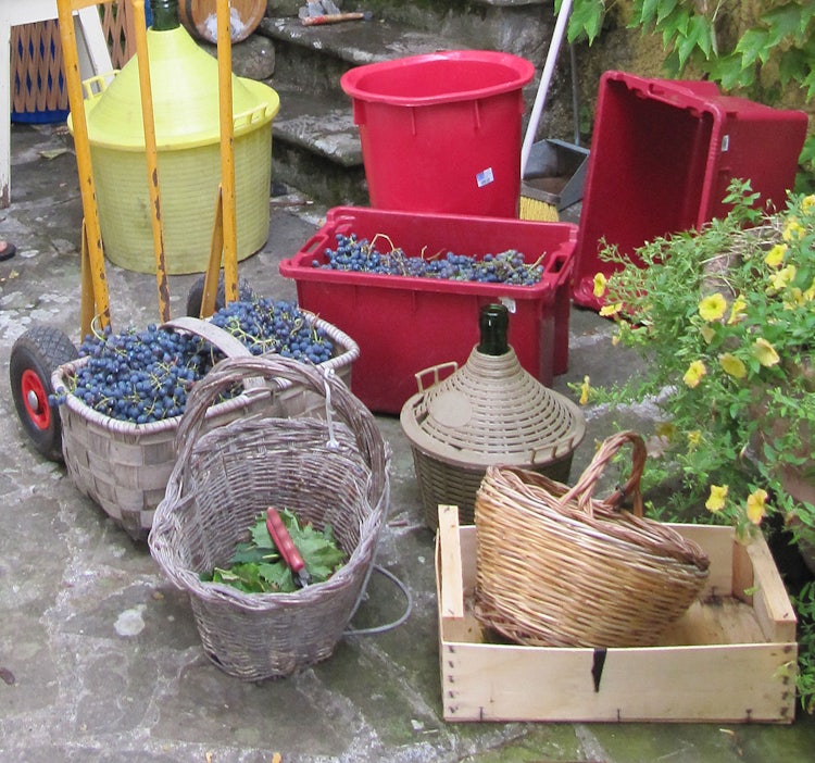 Tools of the trade for harvesting grapes and the vendemmia in Tuscany