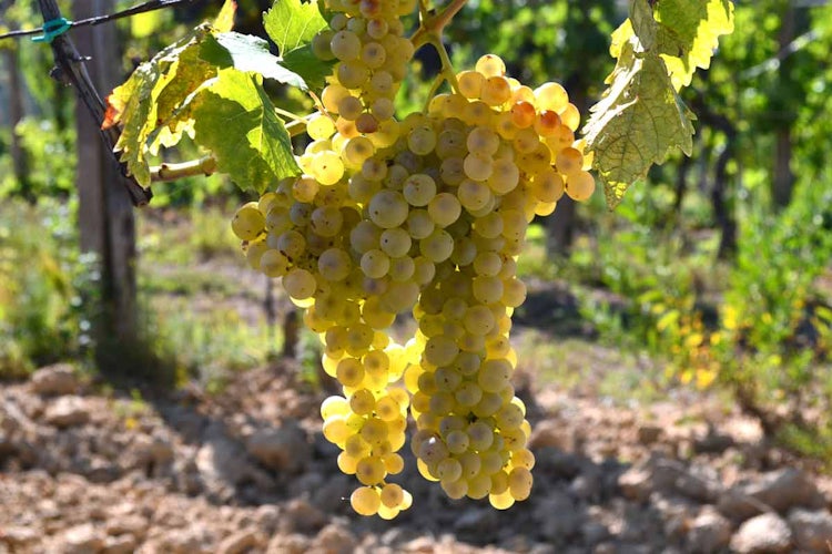 Vernaccia di San Gimignano, white wine of Tuscany