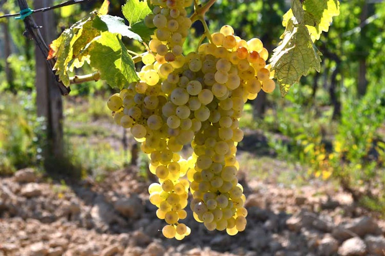 Ottobre in Toscana: gli eventi più importanti, dalla vendemmia alle castagne