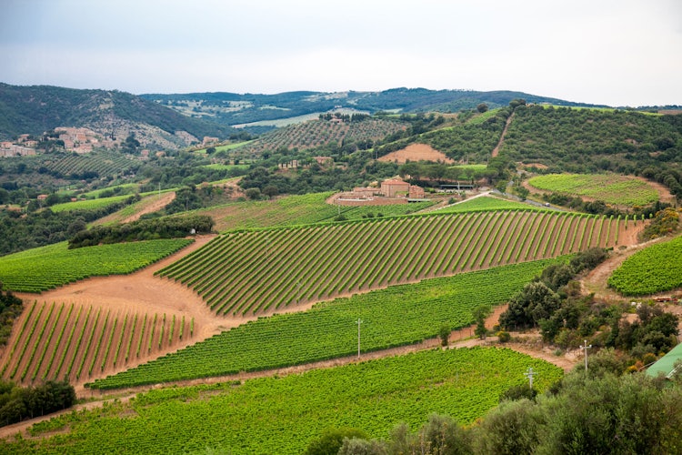Grapes and the wonderful hills of Tuscany.