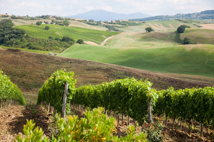 Tuscan vineyards and your wine collection