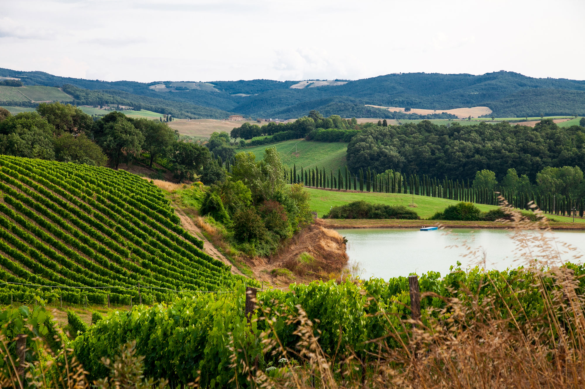 Degustare il vino dei Colli Aretini ad Arezzo e Dintorni